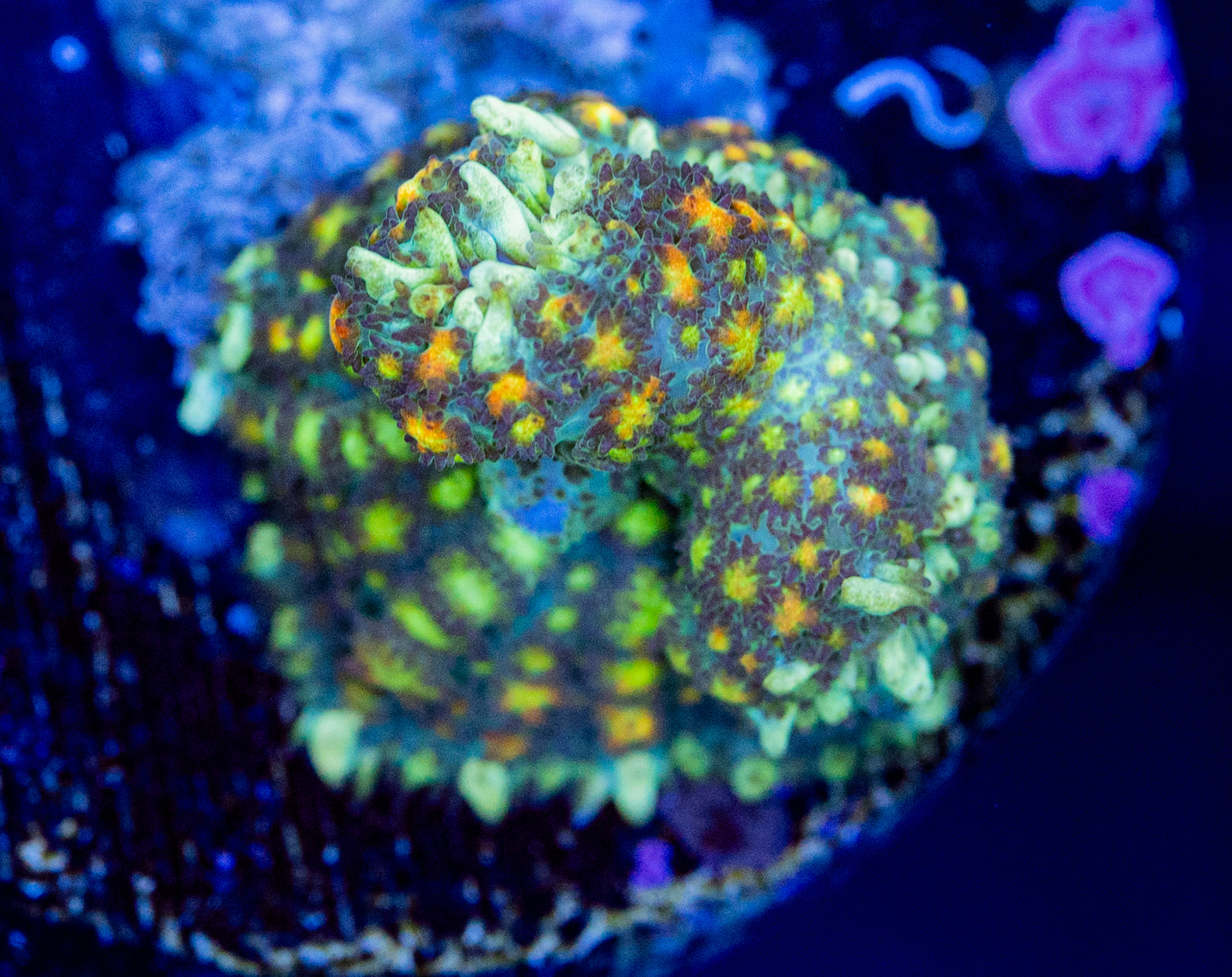 V29 Bounce MUSHROOM