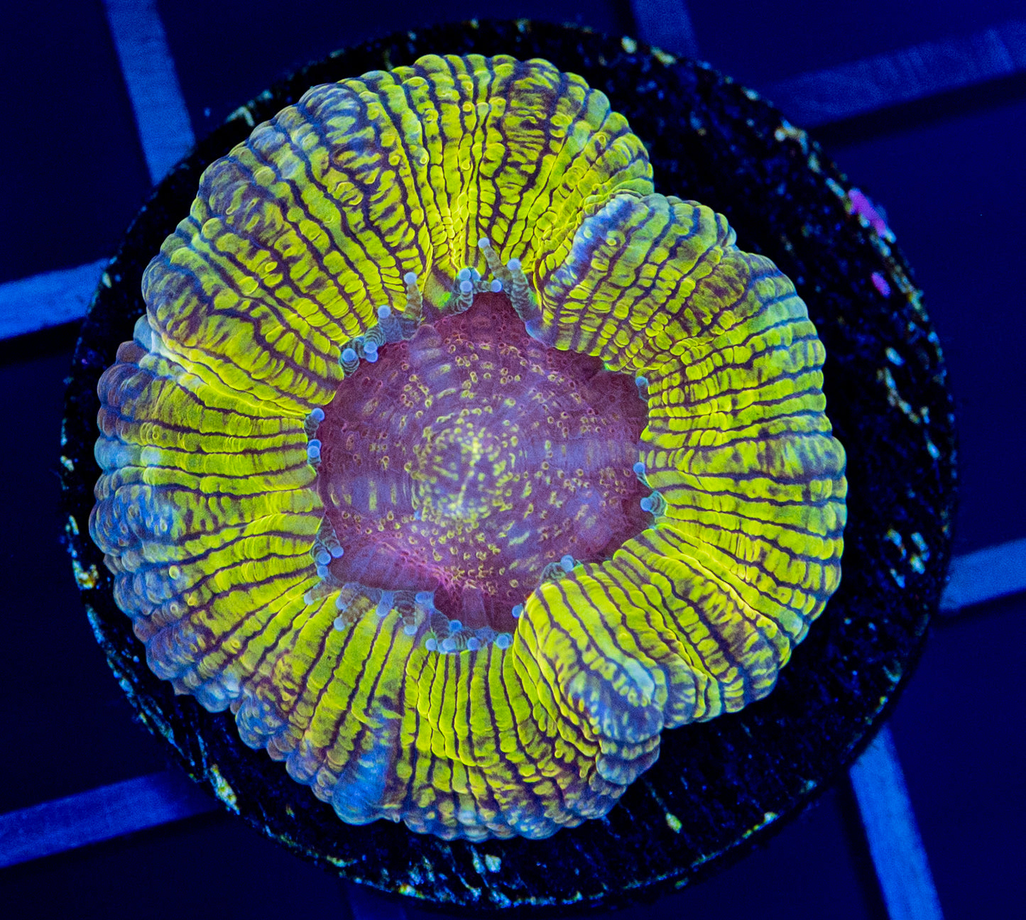 G44 RAS Hologram Asian Acan