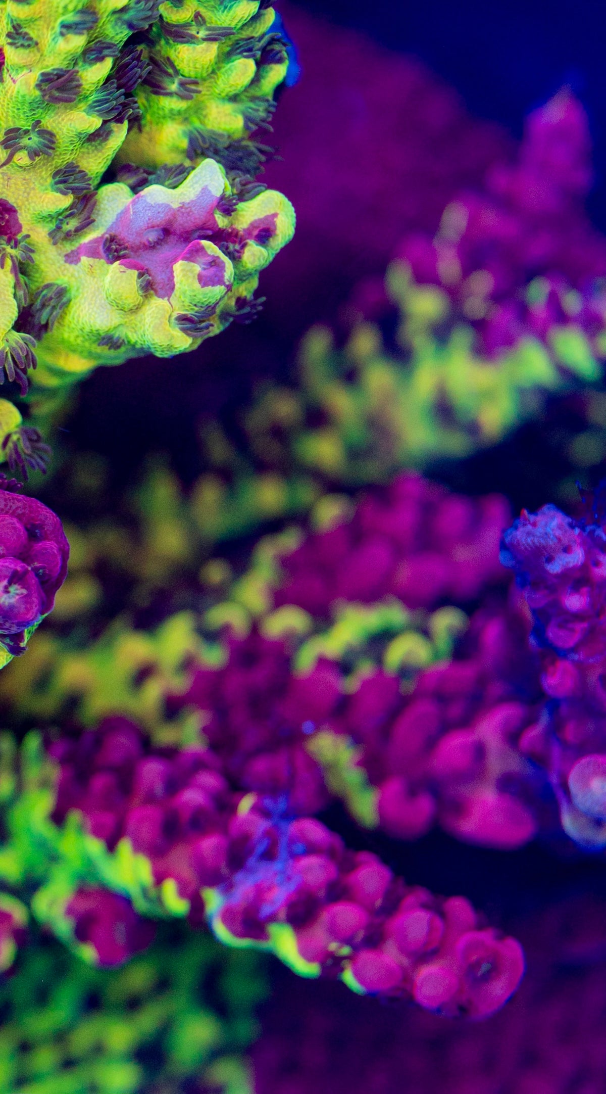 PC Splice Grafted Acropora - NOT WYSIWYG
