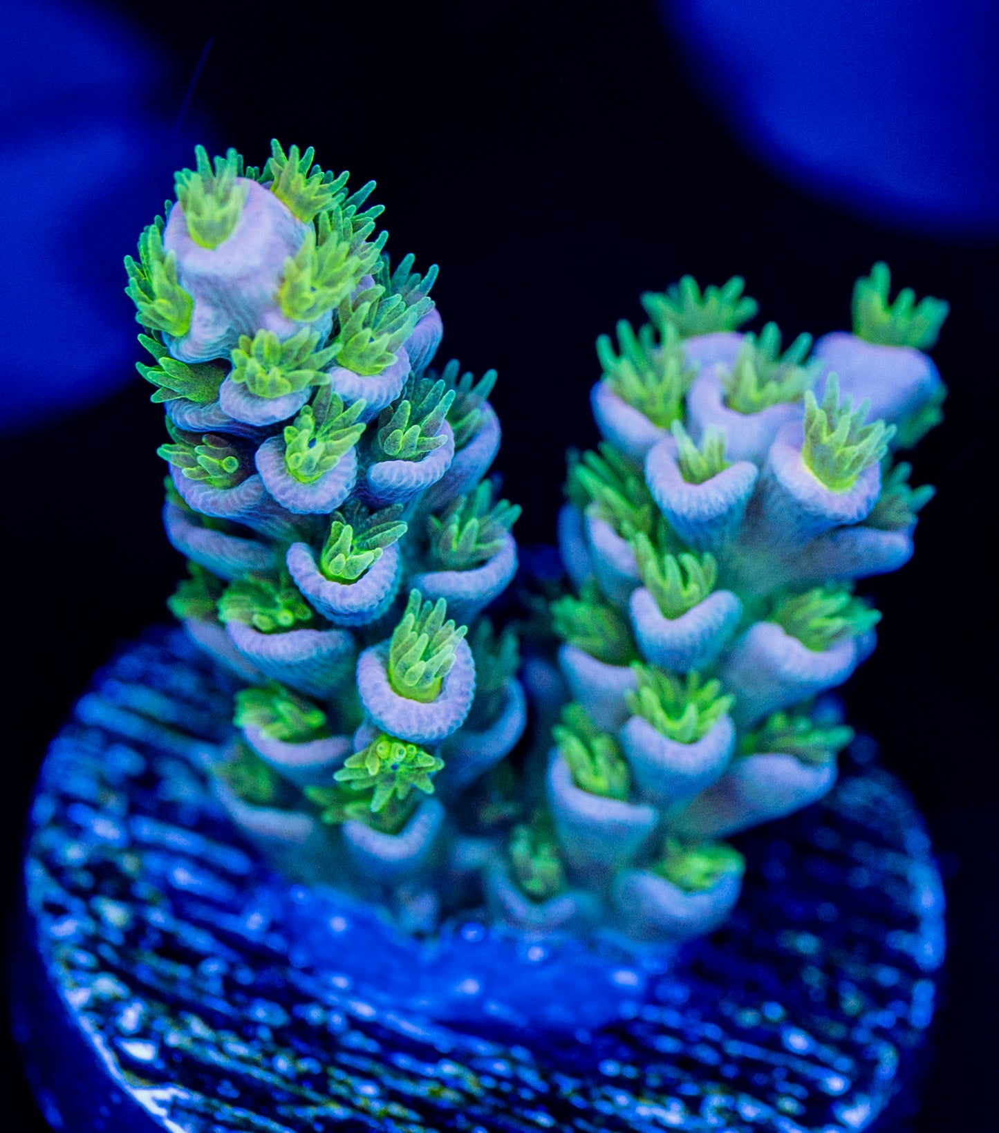 RAS Rising Sun WYSIWYG 02