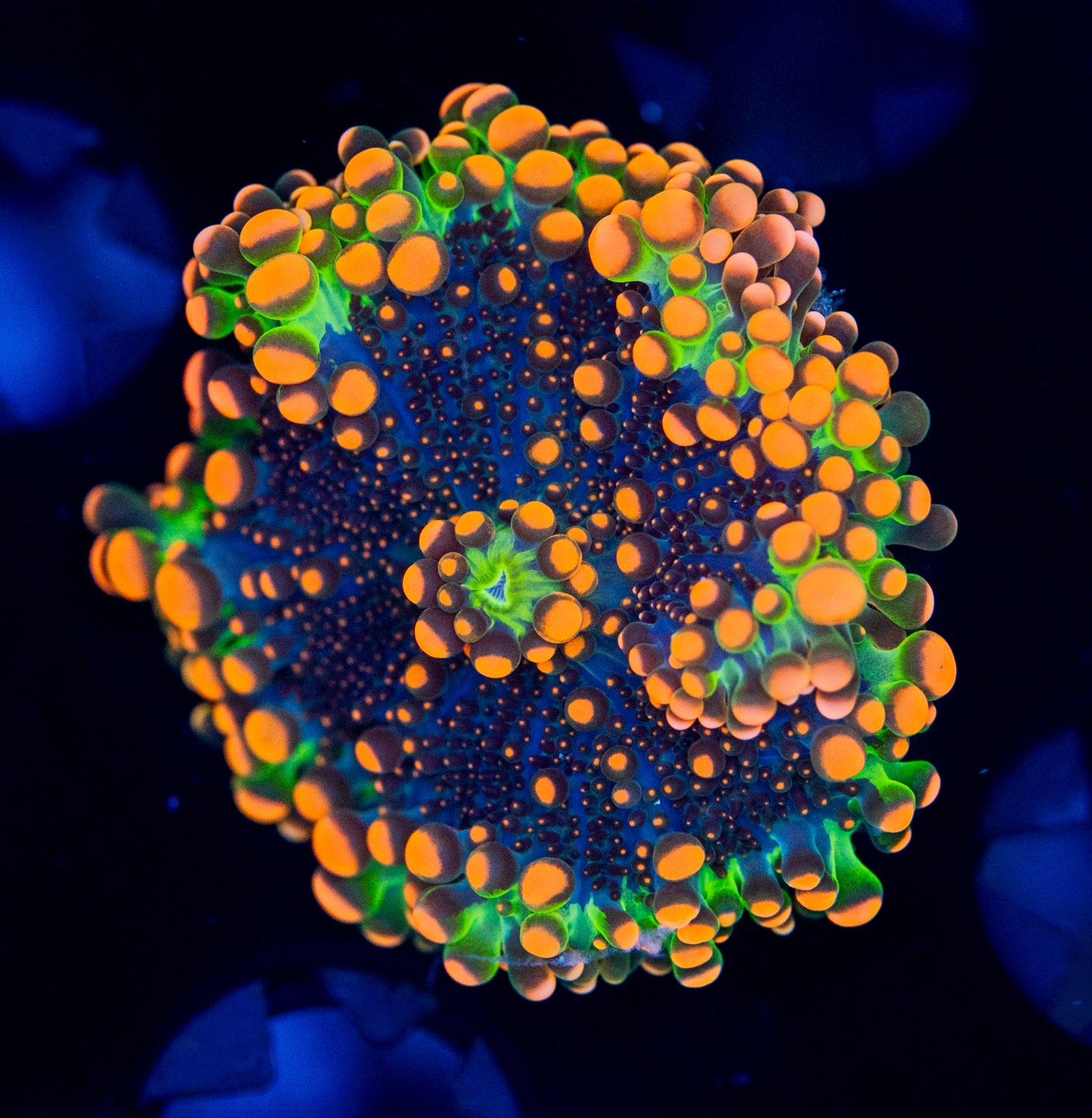 01 Godzilla Yuma Mushroom WYSIWYG