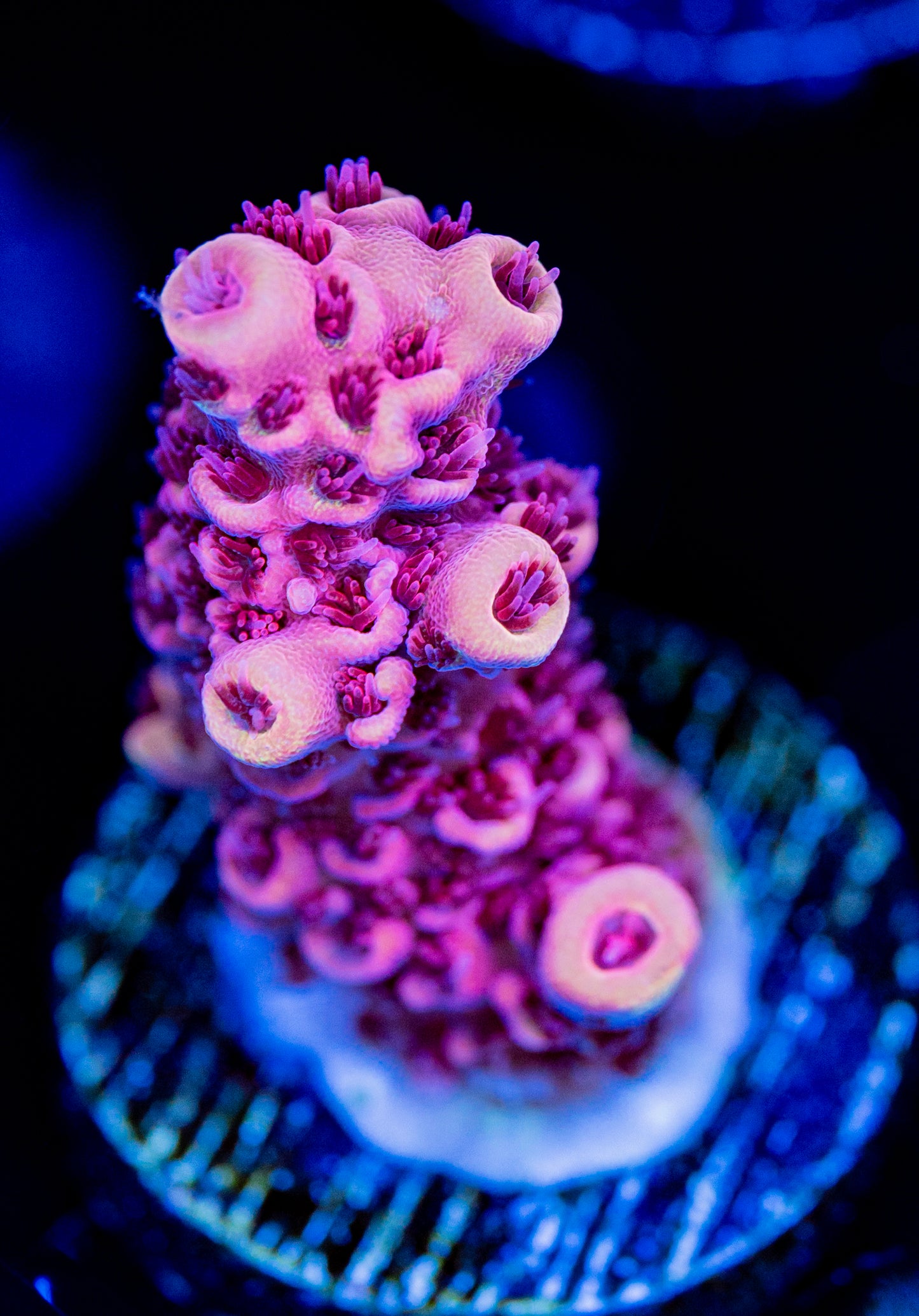 RAS Fireball Milli WYSIWYG 01