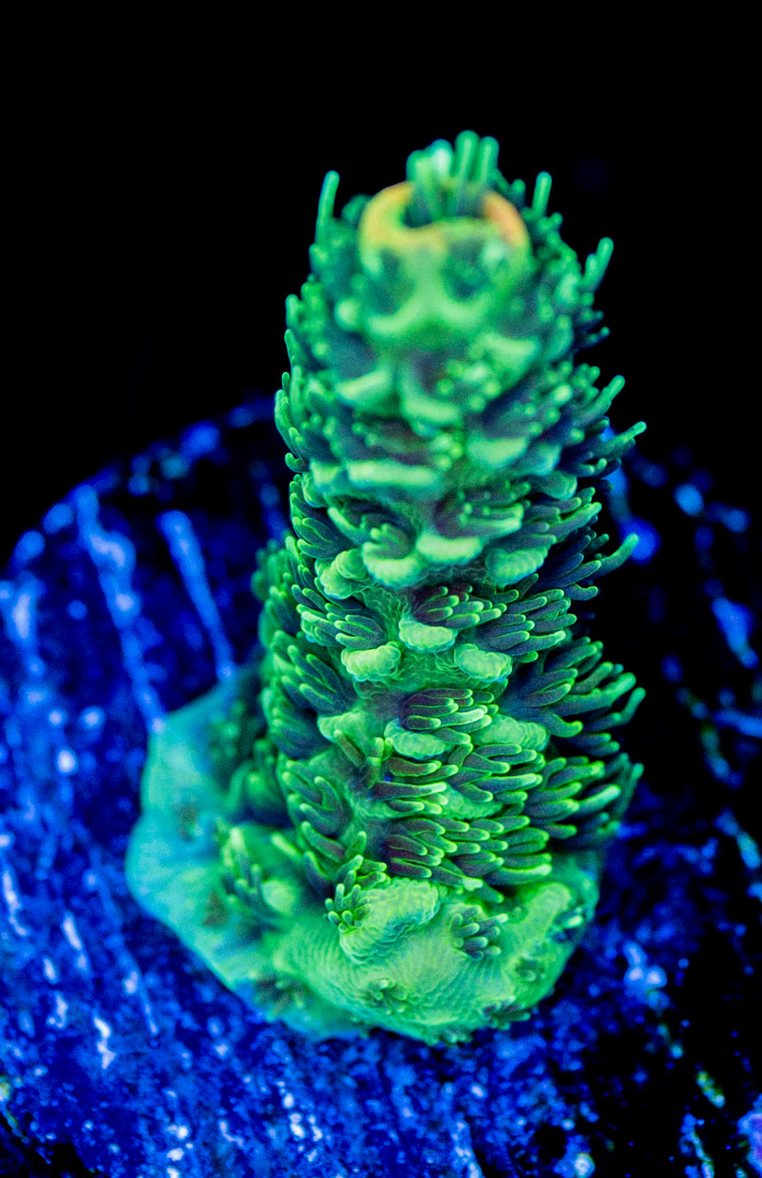 RAS Watermelon Milli WYSIWYG 01