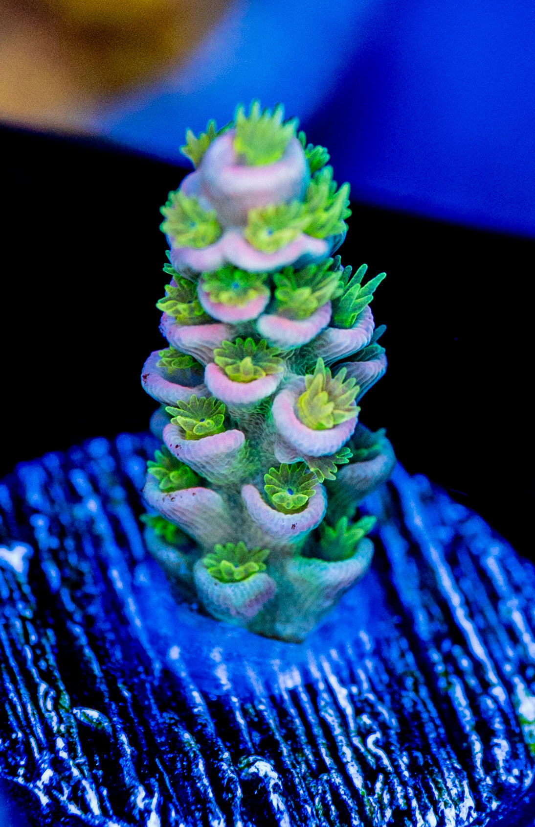 RAS Rising Sun WYSIWYG 01