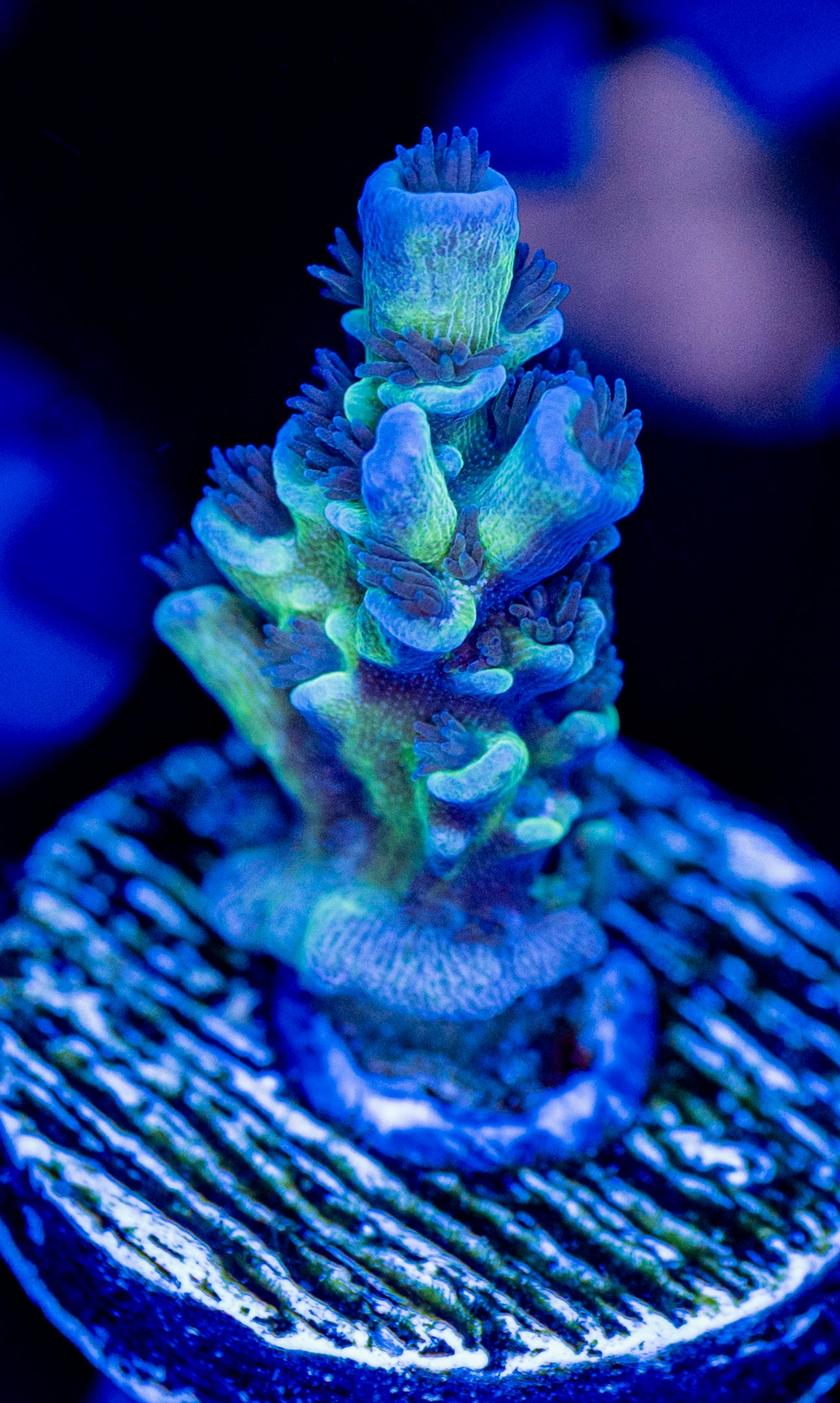 RAS Greese Lighting WYSIWYG