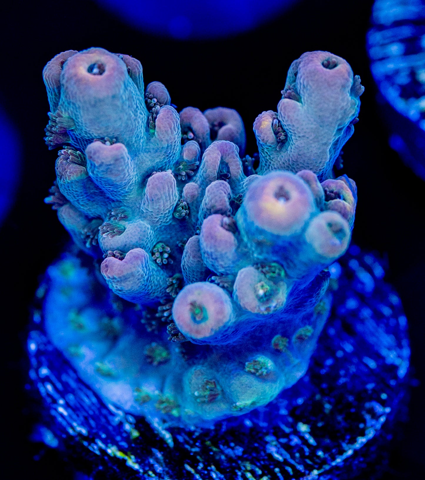 RAS Pokemon Nightmares WYSIWYG 01