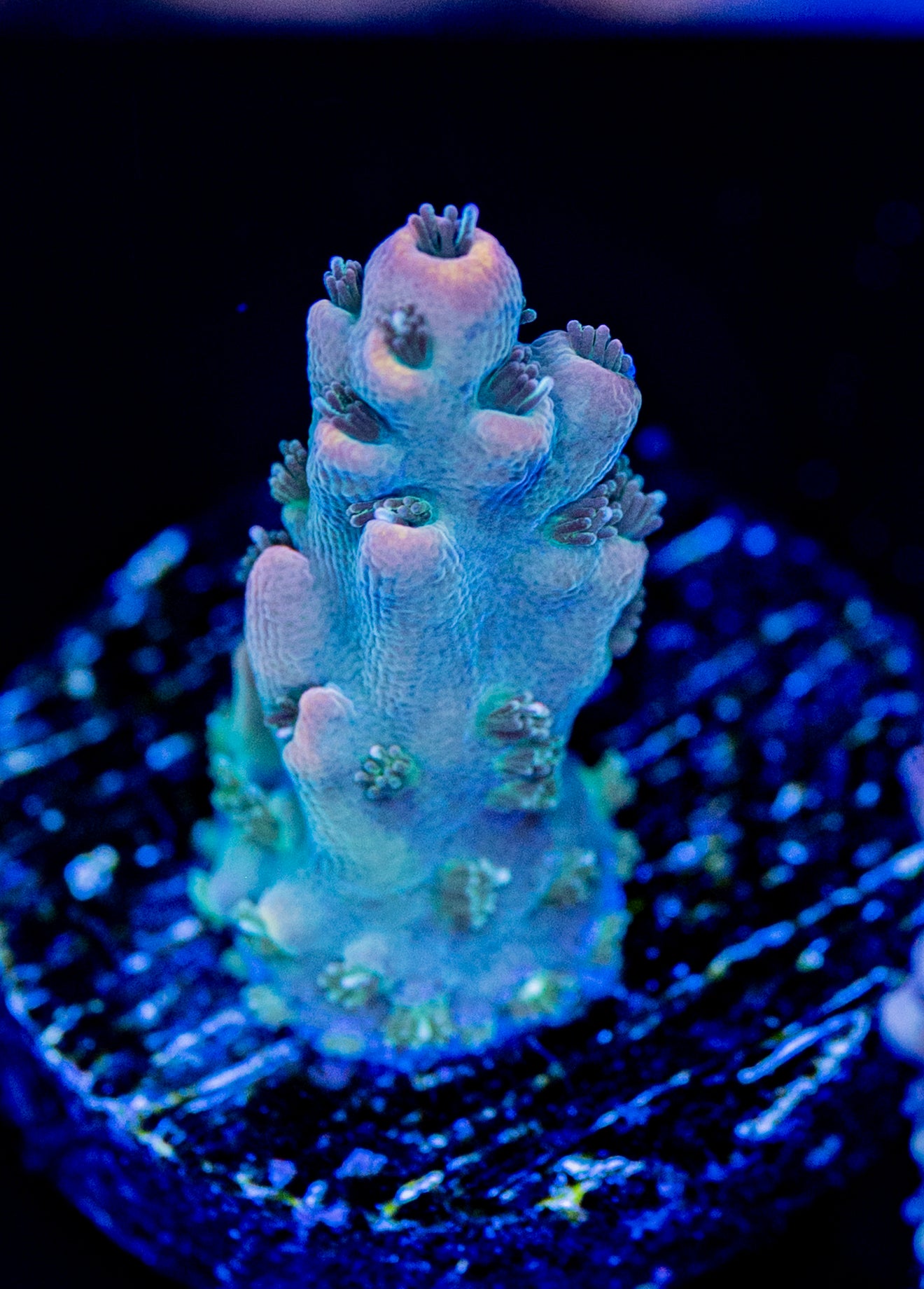 RAS Pokemon Nightmares WYSIWYG 03