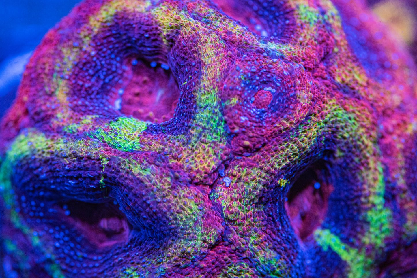 RAS Skittles Bowerbanki