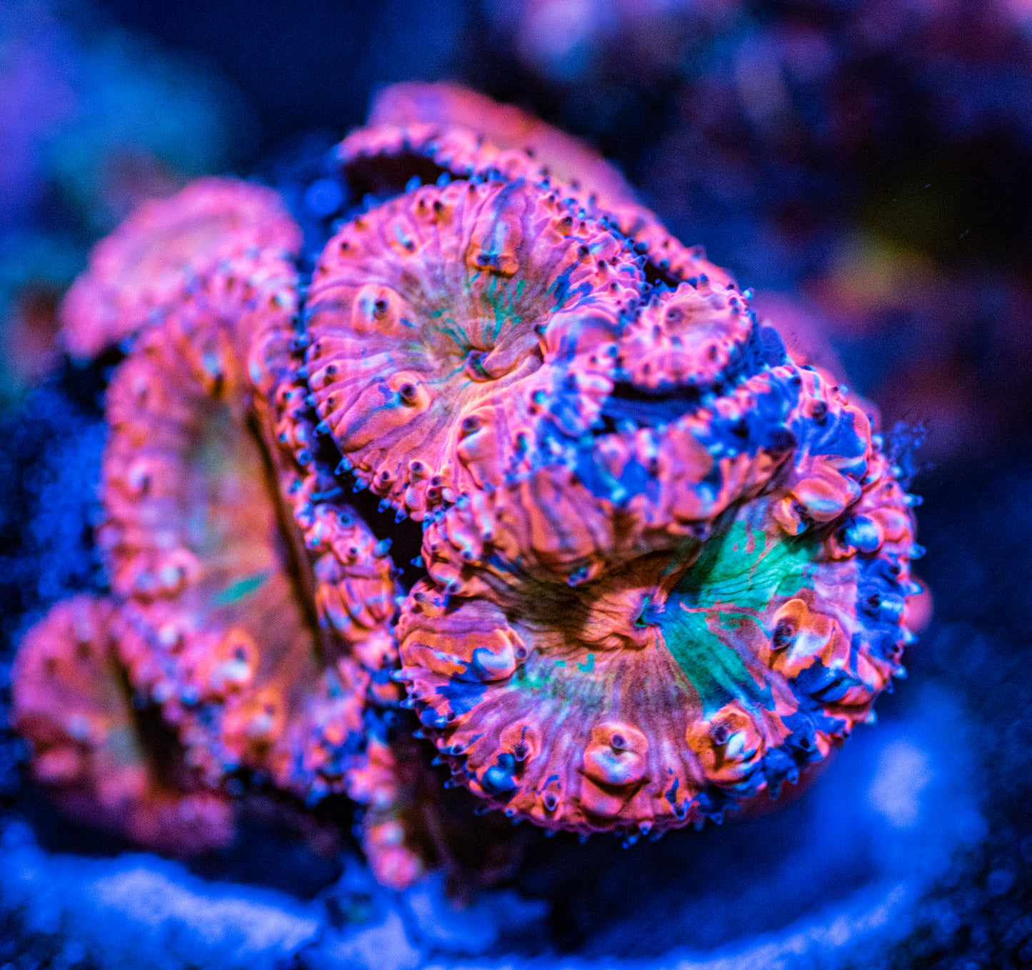 RAS Flaming Leprechaun Blasto