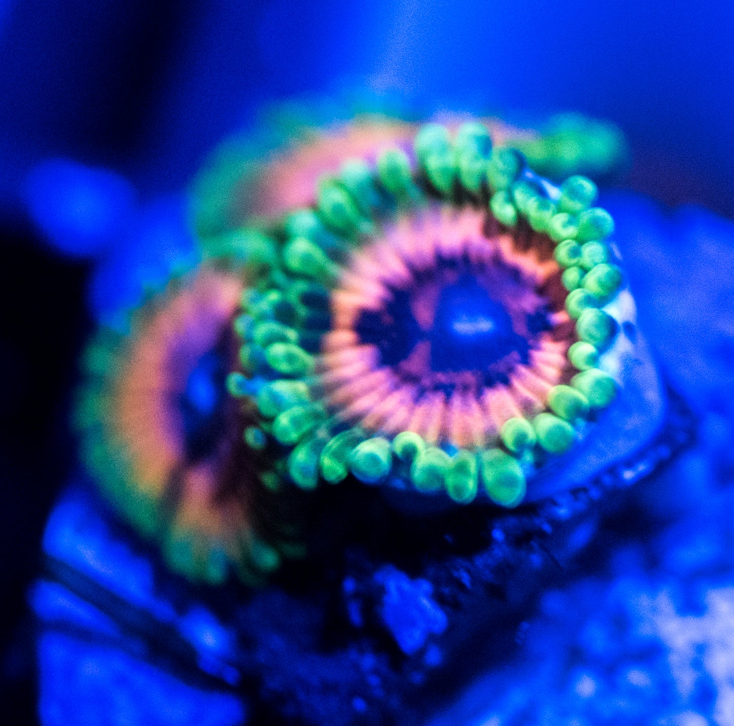 CB Hallucination God