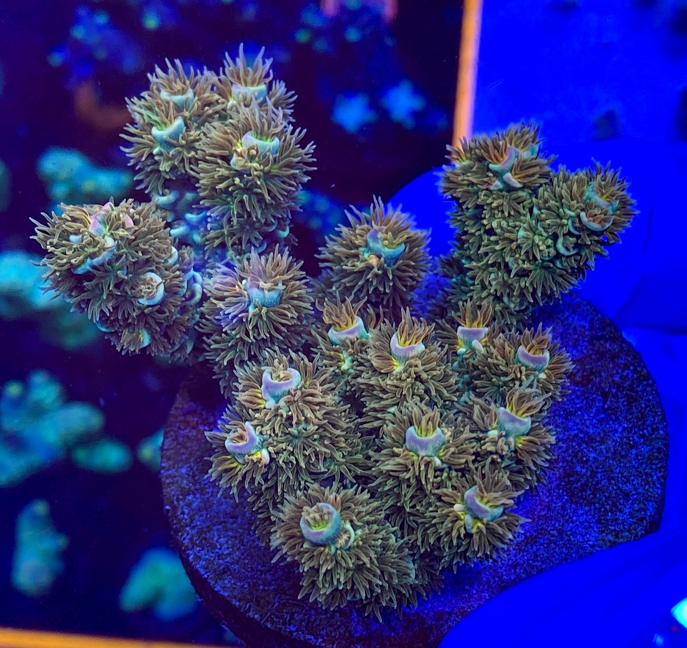 RAS Wandering Spider