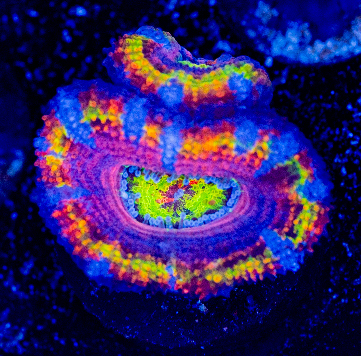 RAS Monster Mash Acan WYSIWYG