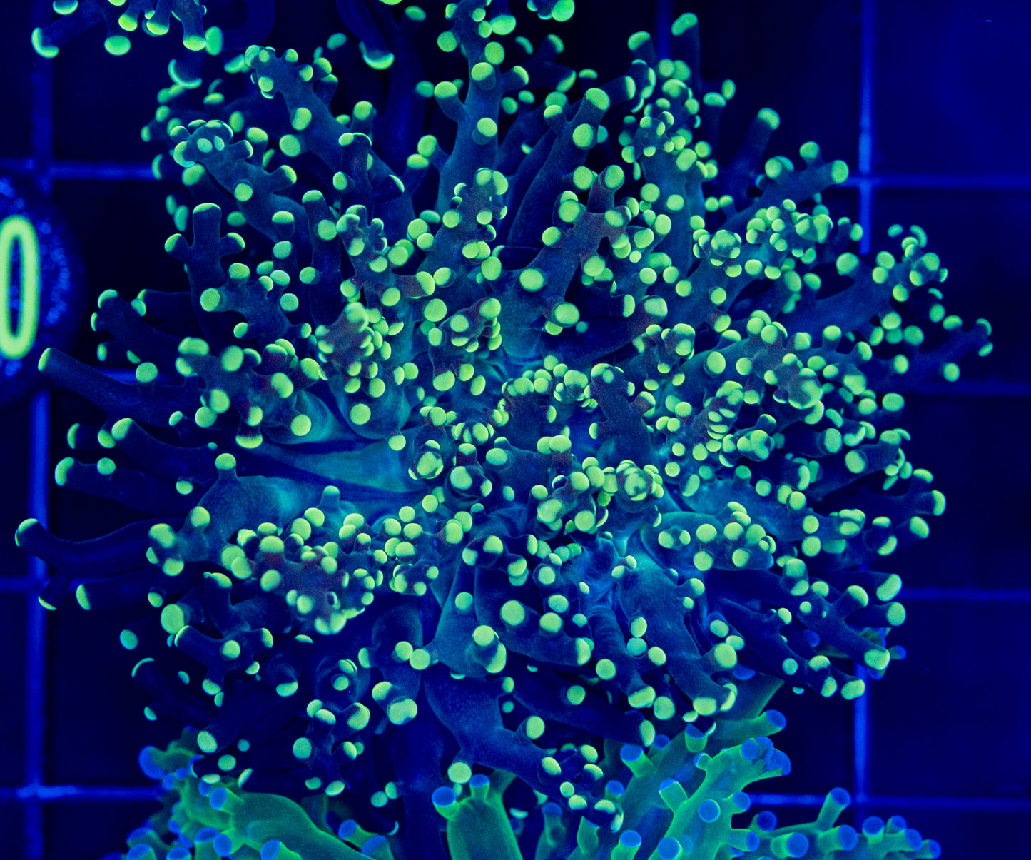 O13 Yellow FROGSPAWN