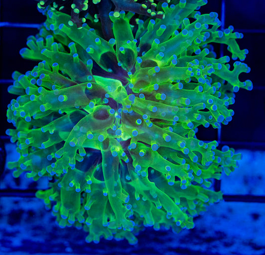 E07 B1 FROGSPAWN