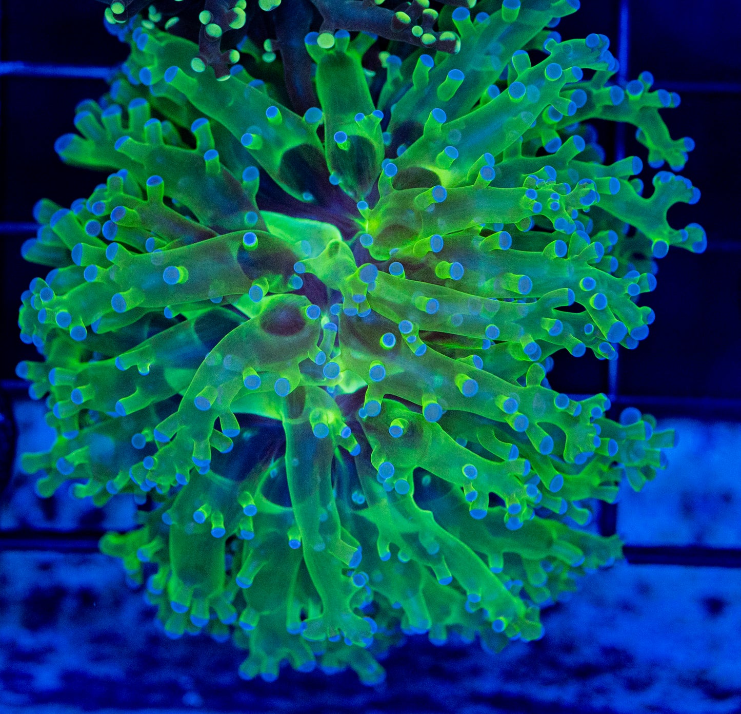 017-1 BICOLOR FROGSPAWN