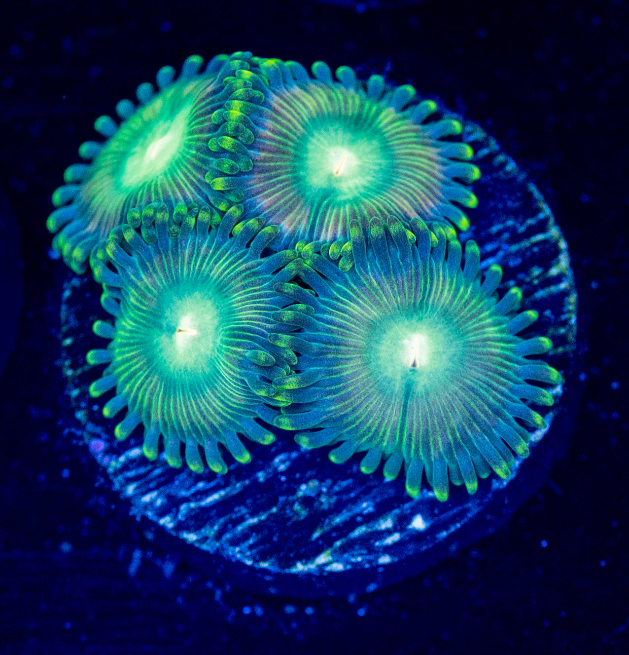 052 ZOA