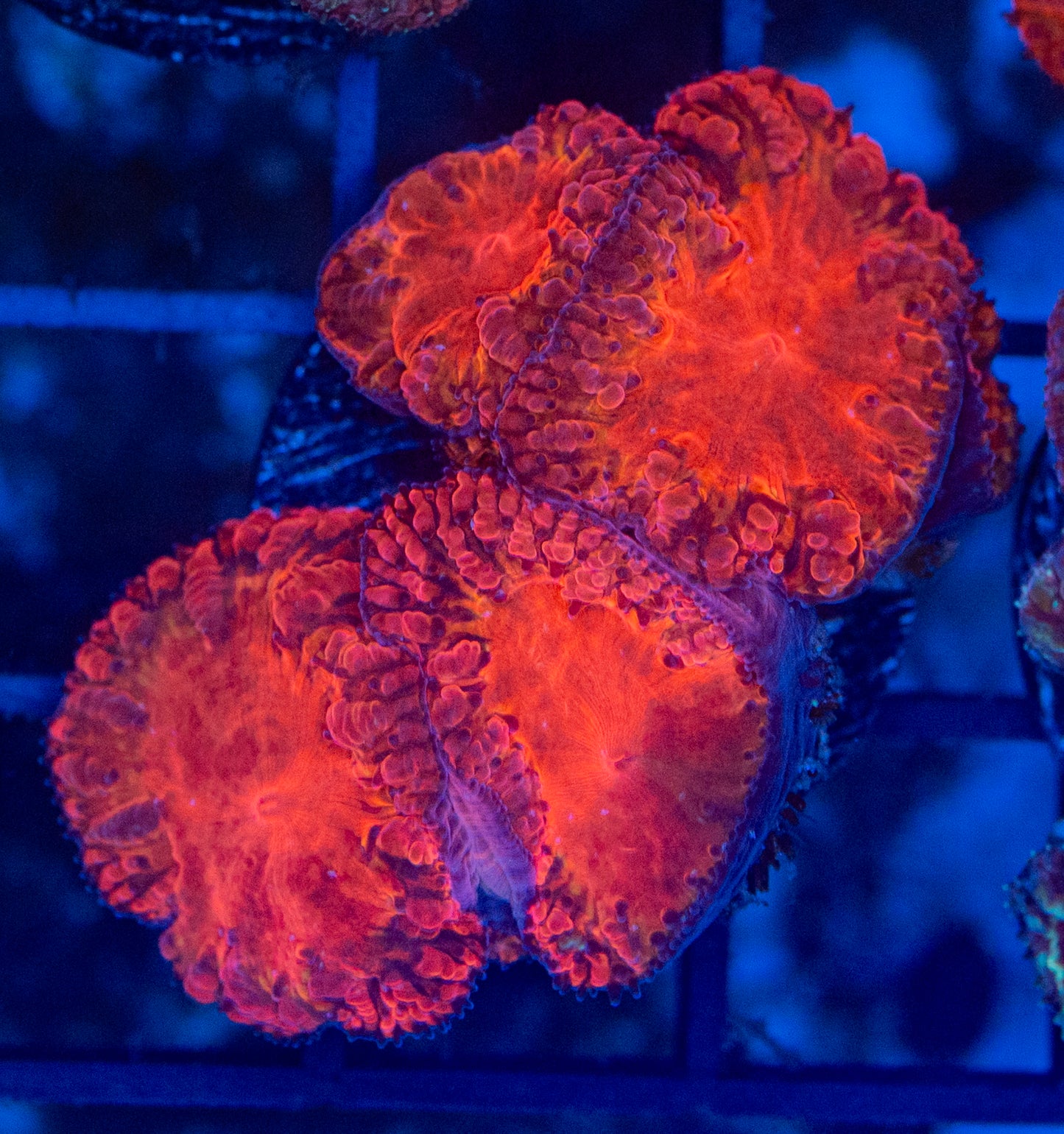 Bloodsucker Blasto colony