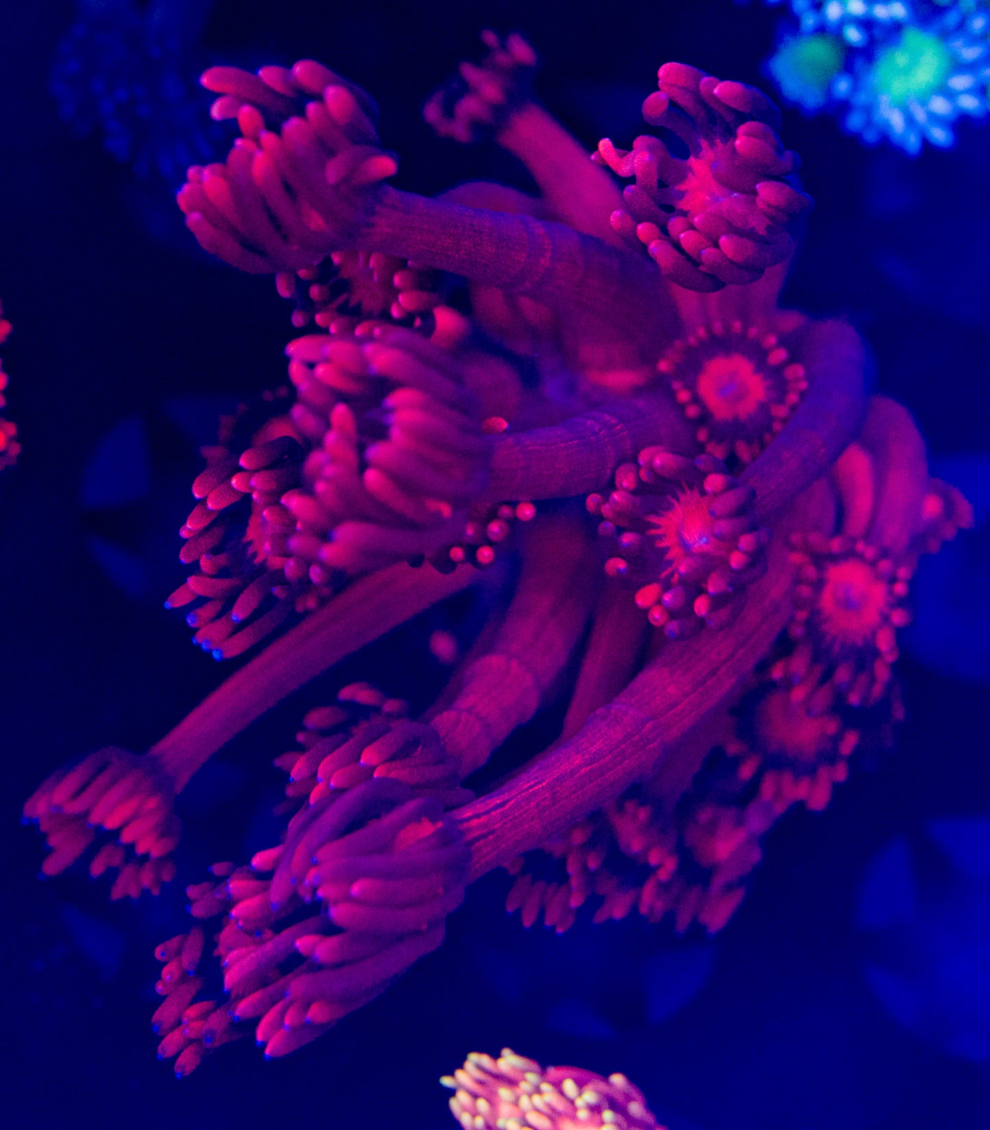 Red Goni WYSIWYG-D50
