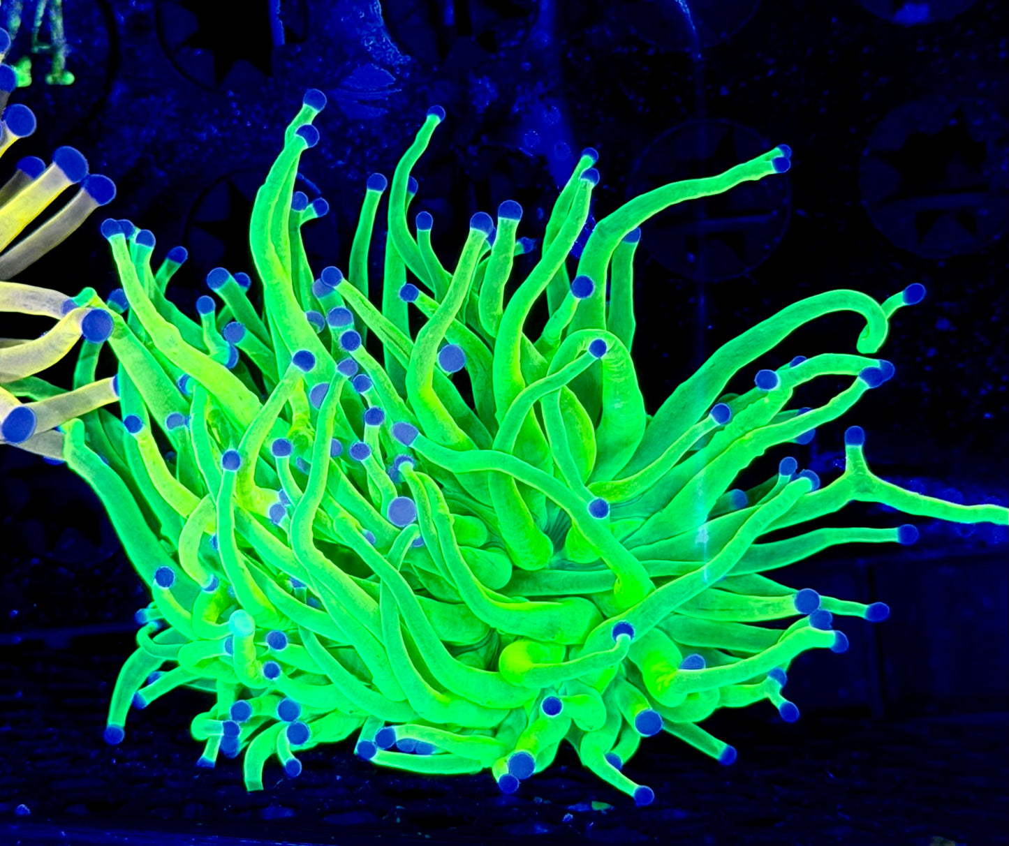 OG blue tips Holy Grail Torch S16-WYSIWYG