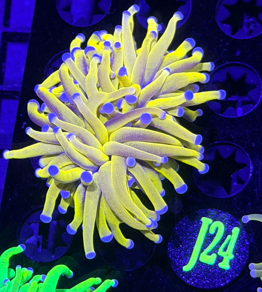 Full Gold Torch J24