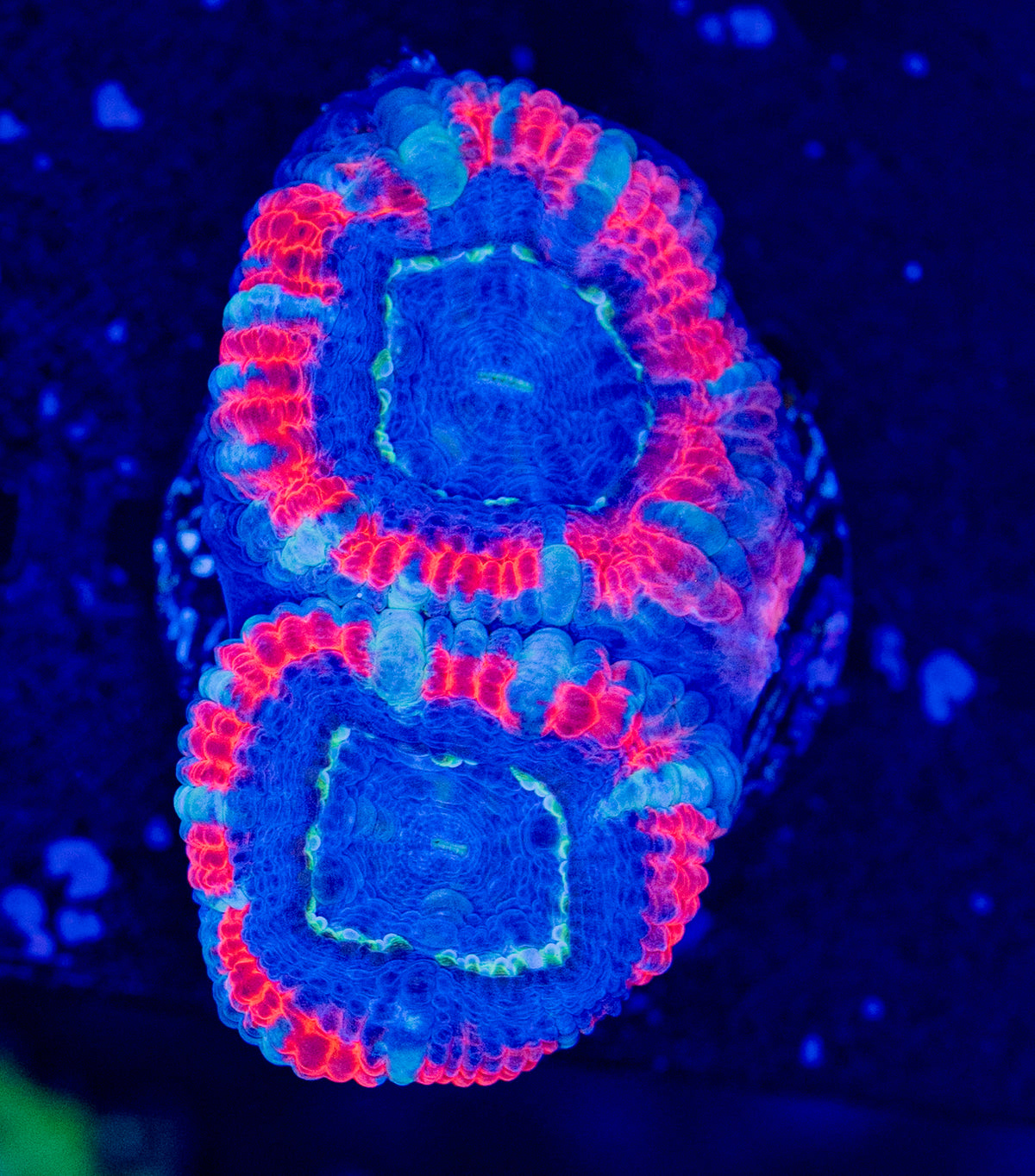 RAS Superman Acan WYSIWYG-P17