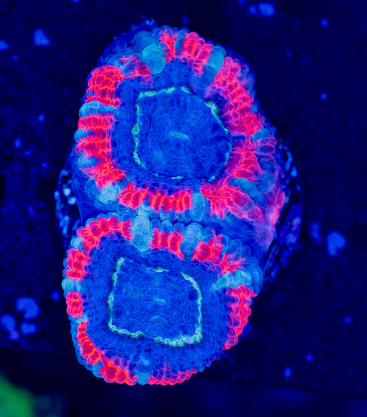 RAS Superman Acan WYSIWYG-P17