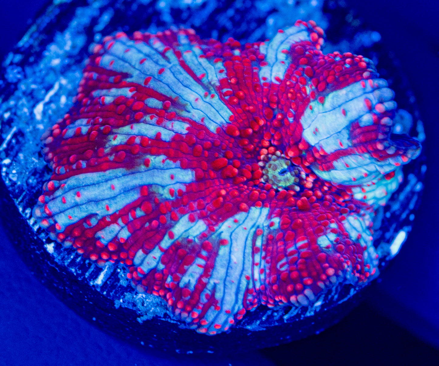 Lady Dragon Bounce Mushroom