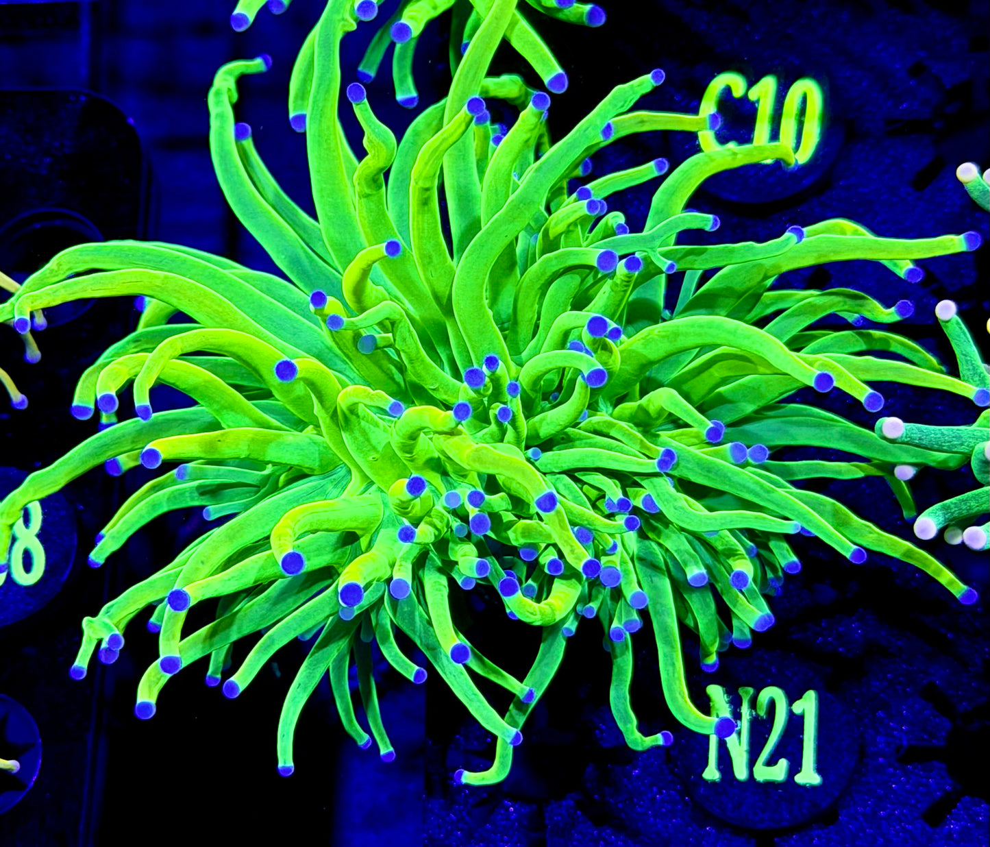 Blue tips Holy Grail Special N21