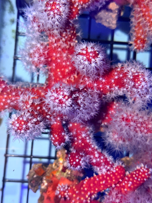 Paraminabea Rubeusa