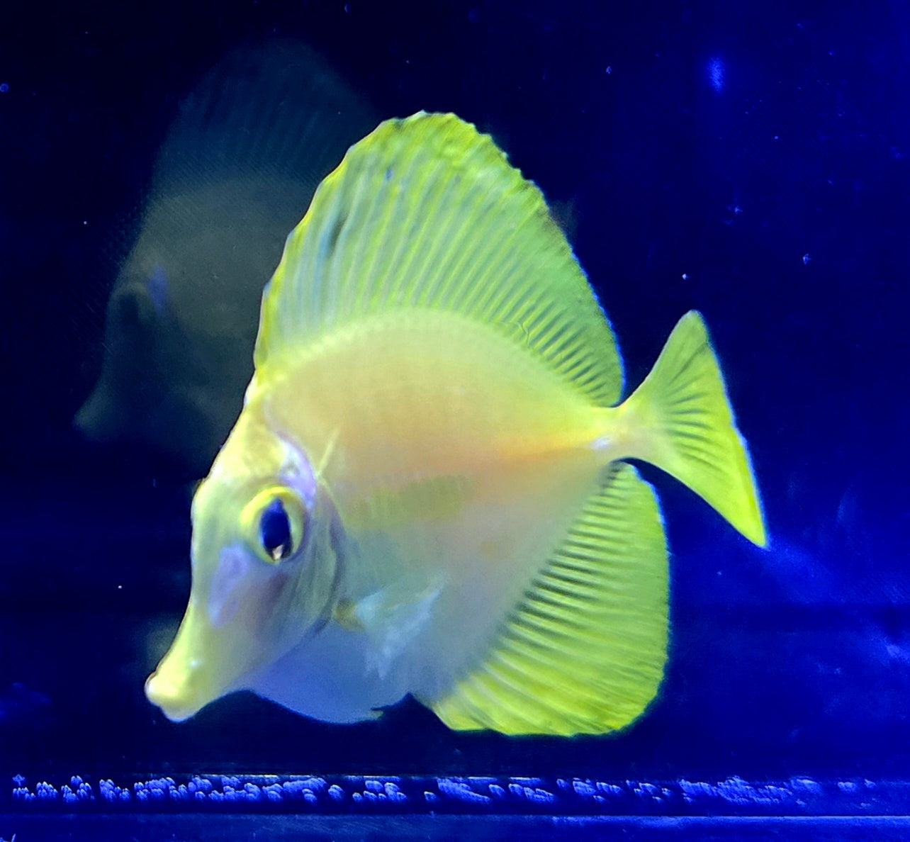 Hawaiian Yellow Tangs - Biota Captive Bred