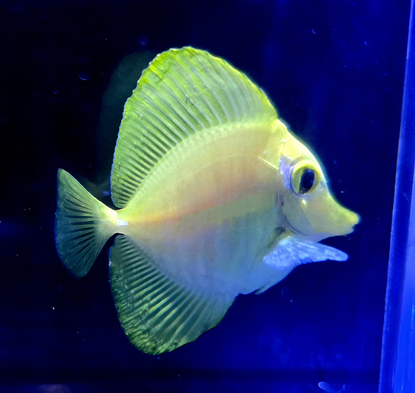 Hawaiian Yellow Tangs - Biota Captive Bred