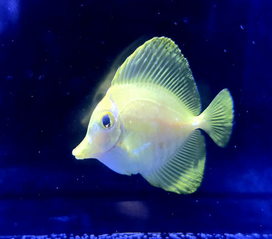 Hawaiian Yellow Tangs - Biota Captive Bred