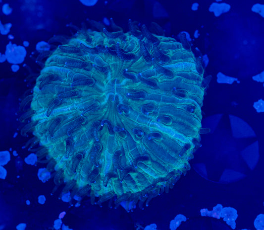 Aquaculture Plate coral WYSIWYG-E49