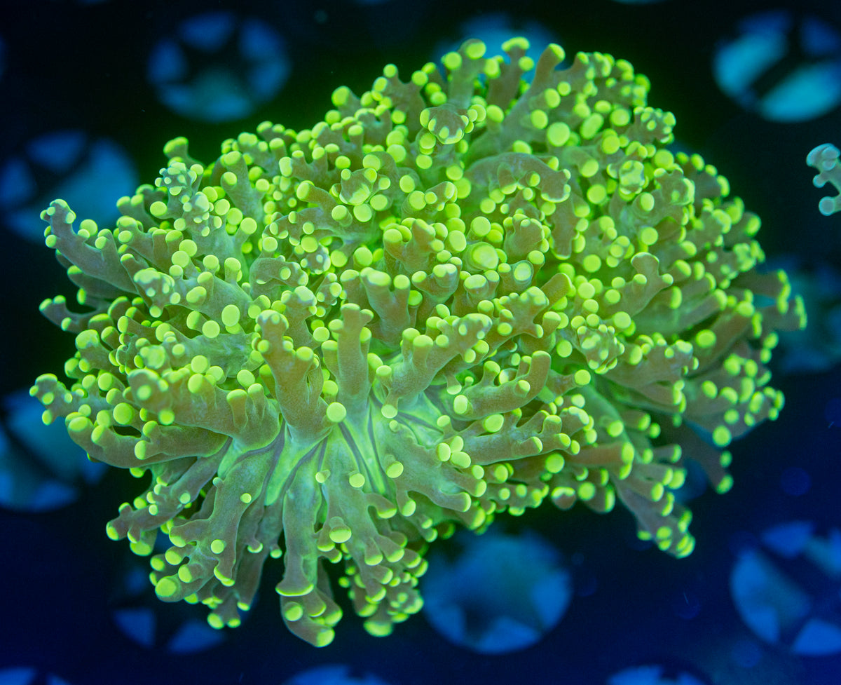 Yellow Octospawn – Reef Aquaculture Specialists