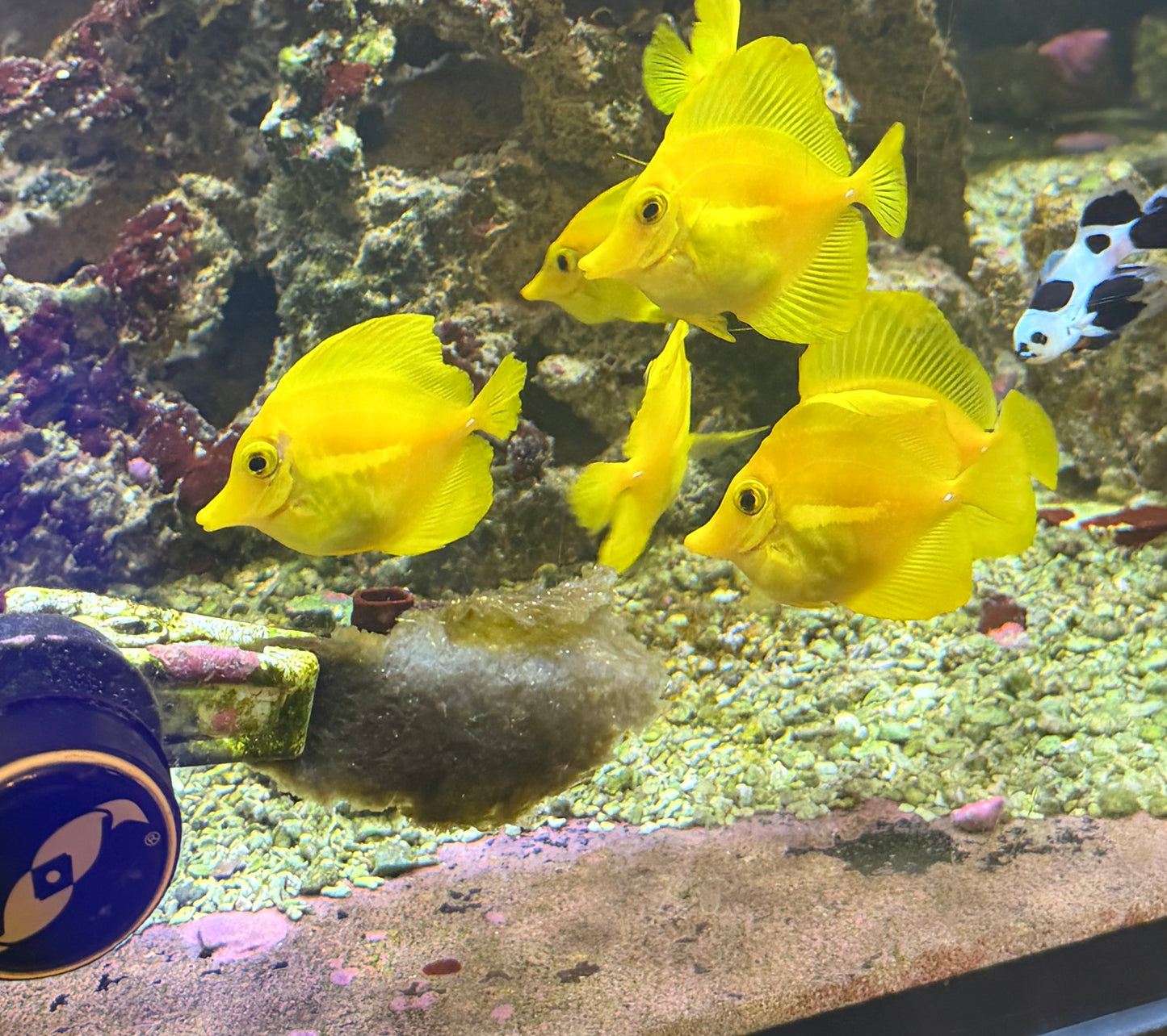 Hawaiian Yellow Tangs - Biota Captive Bred