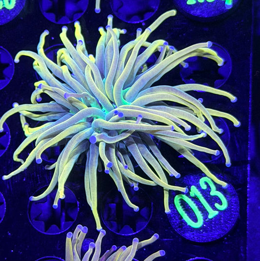 Marigold Holy Grail Torch O13