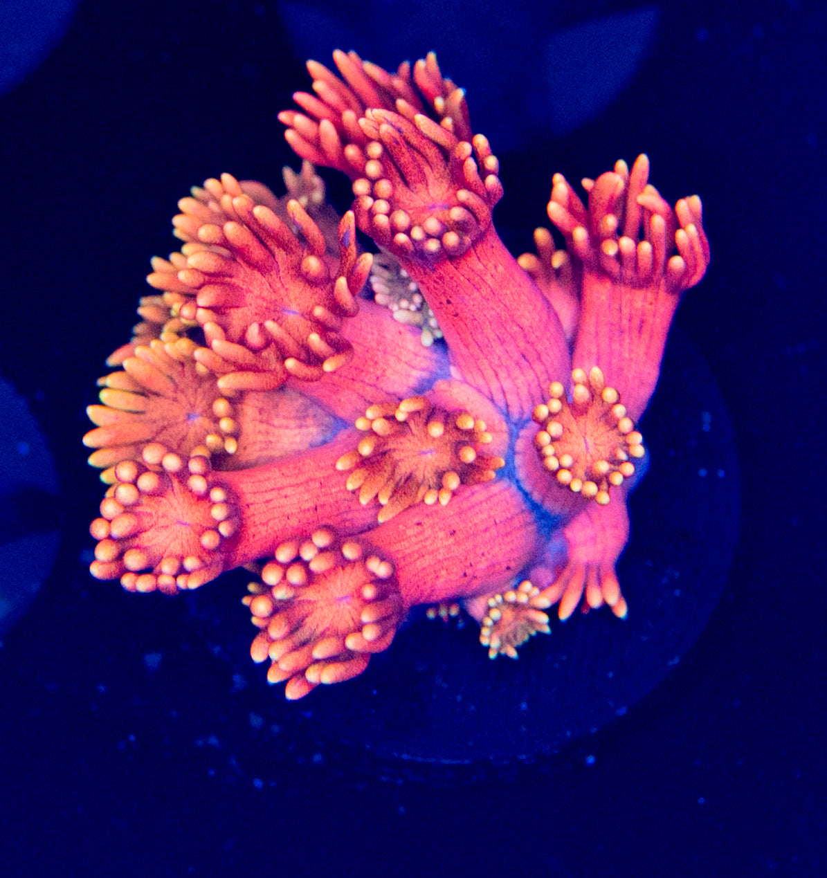 Flamingo pink Goni WYSIWYG-V07