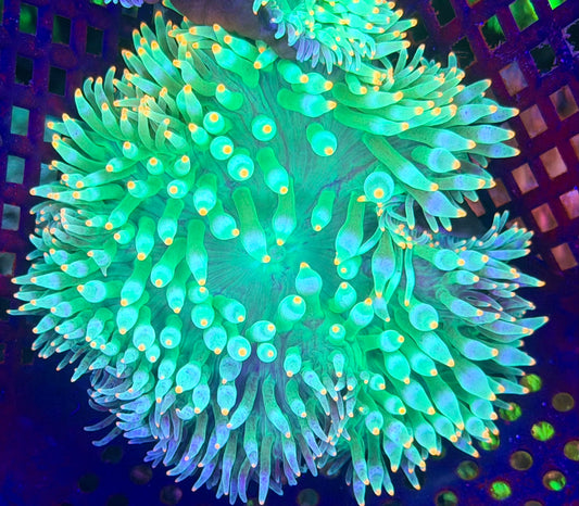 Pink/Peach Tip Rainbow anemone