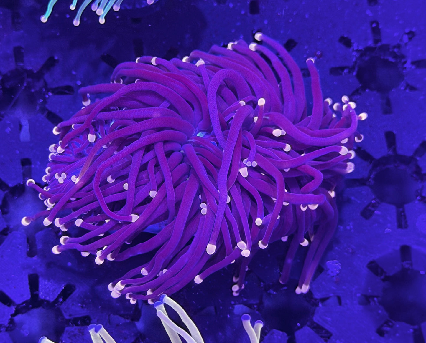 Purple Pink tips torch R12- WYSIWYG