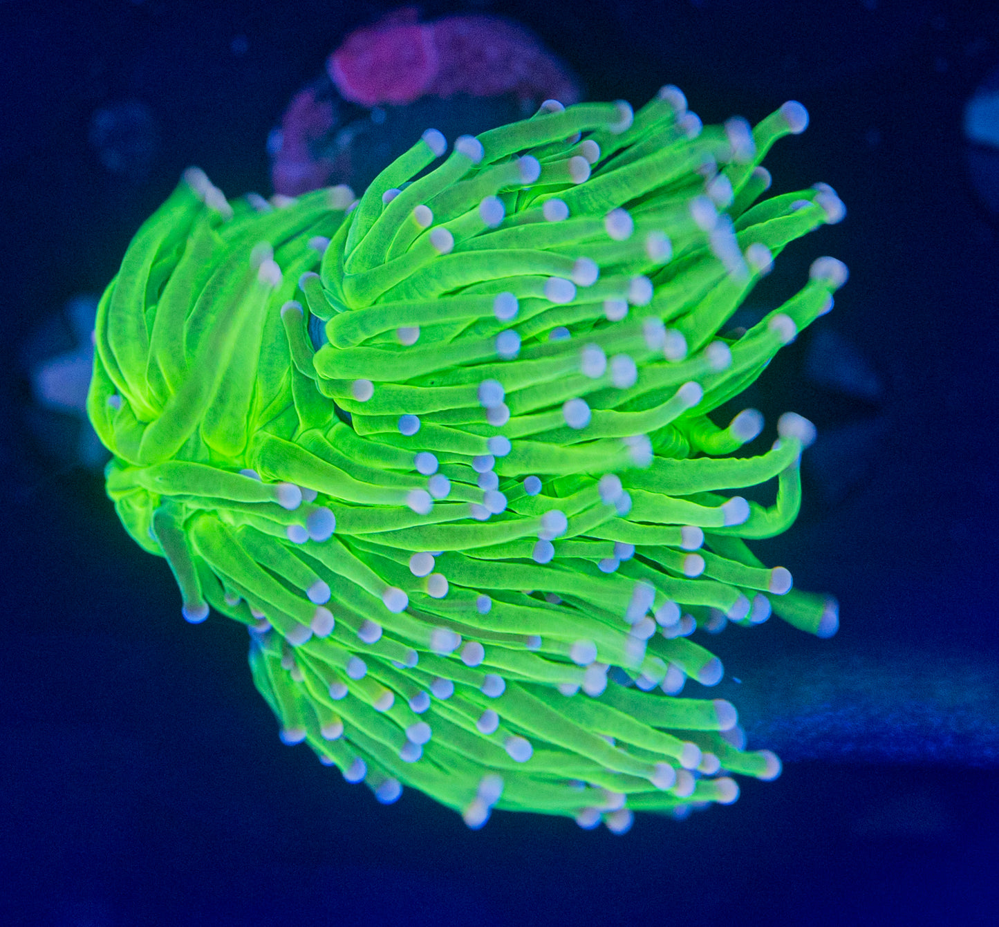 Bright neon with Pink tips torch