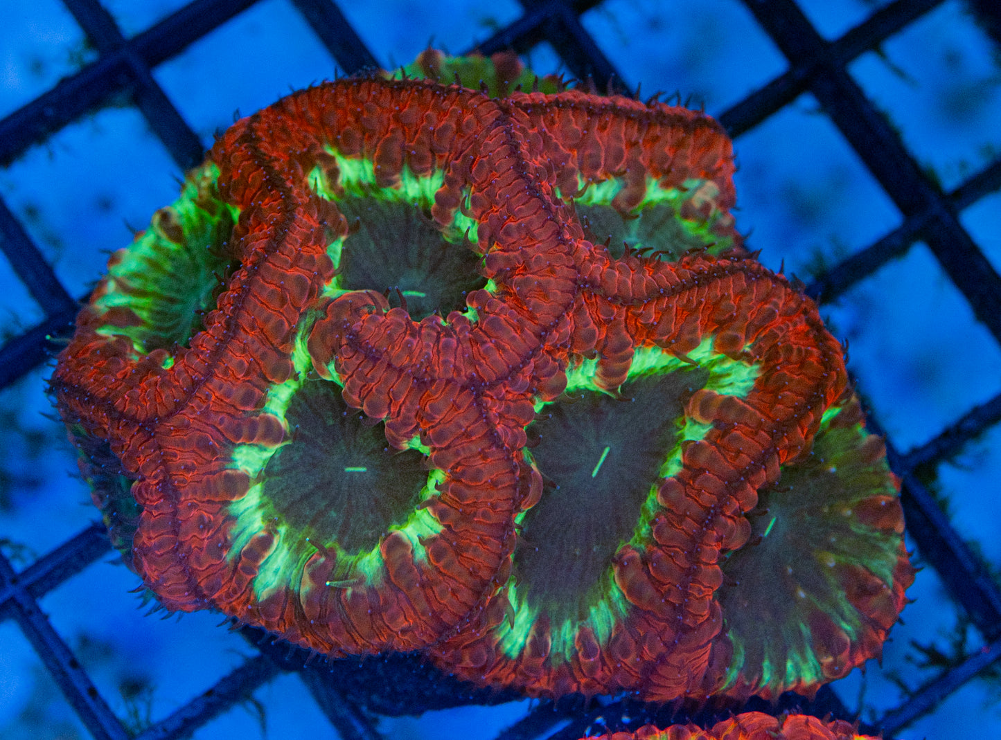 Rainbow Blasto colony