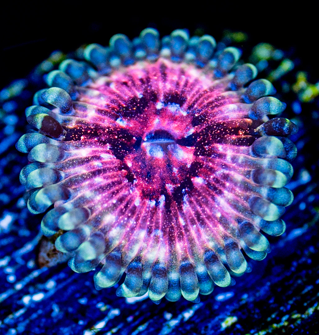 RAS Space Cowboy Zoa