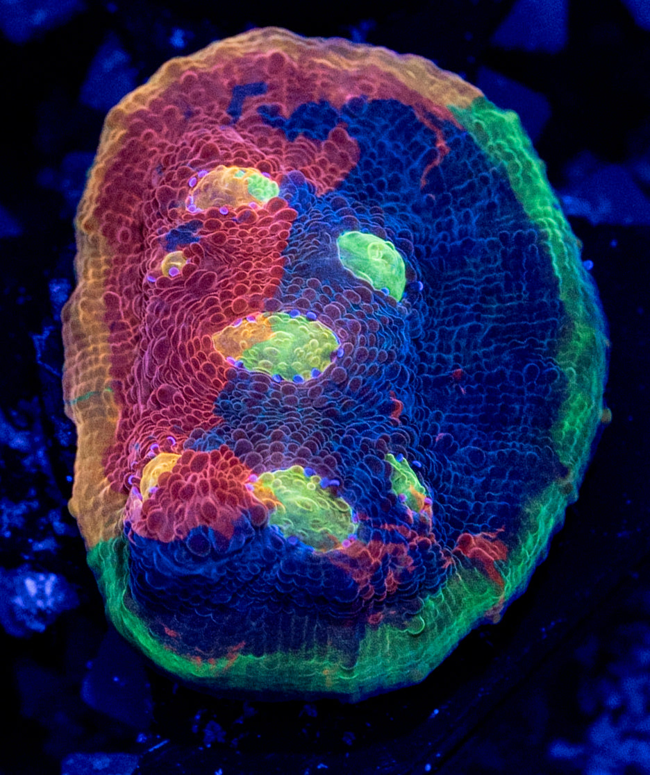 Jellybean Chalice