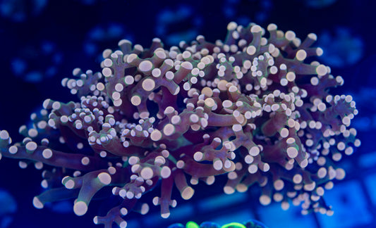 Rainbow pink frogspawn