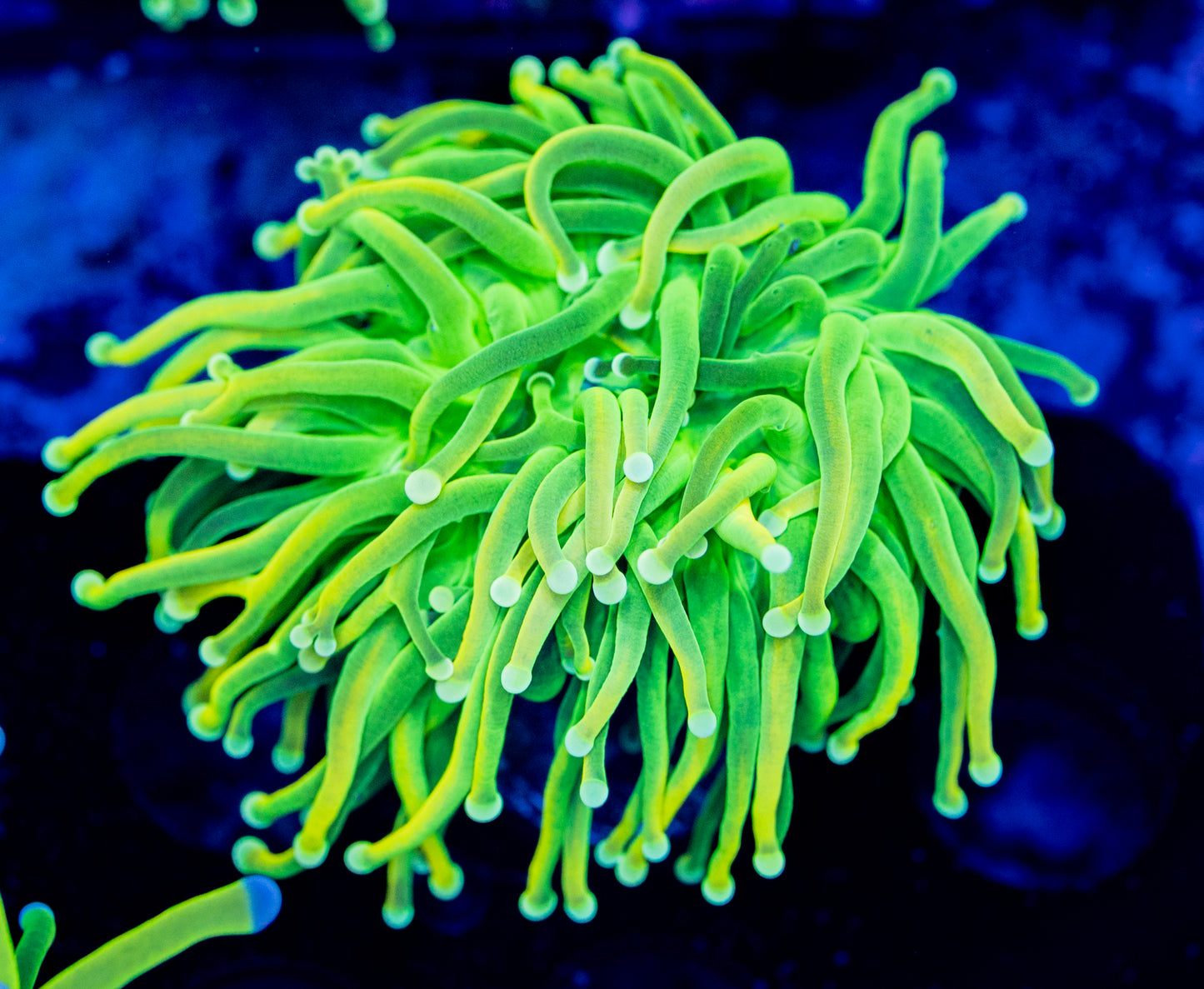 RAS Gold Crush Holy Grail torch