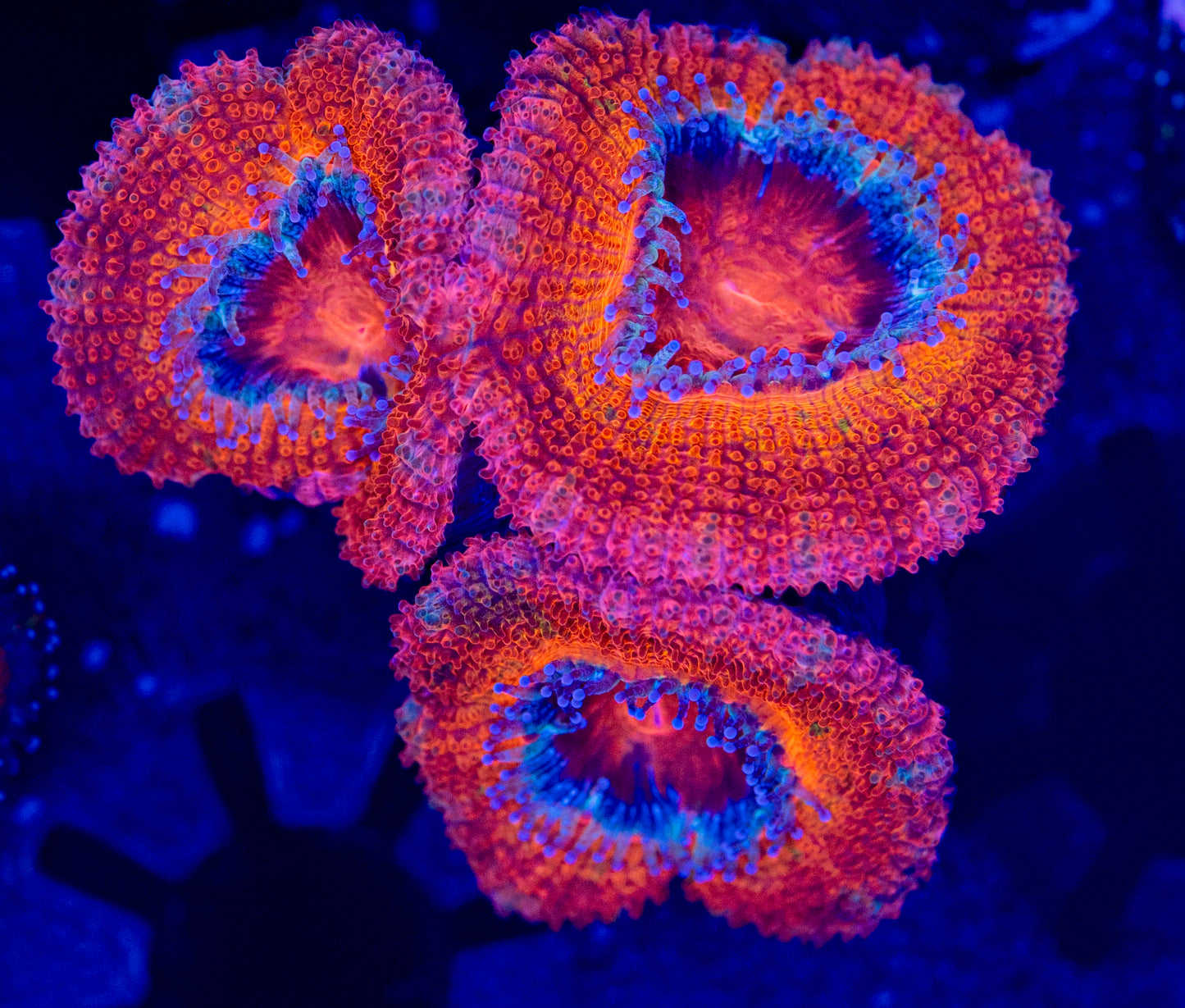 Acan WYSIWYG-M53