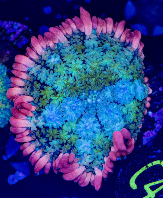 Rainbow Frank WYSIWYG-C42