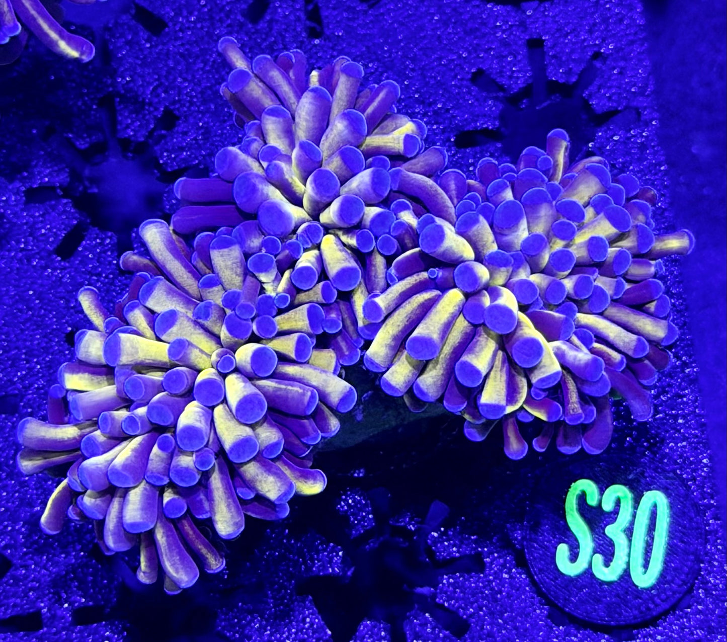 Malaysian Blue tips Torch XL.  S30