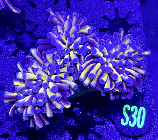 Malaysian Blue tips Torch XL.  S30