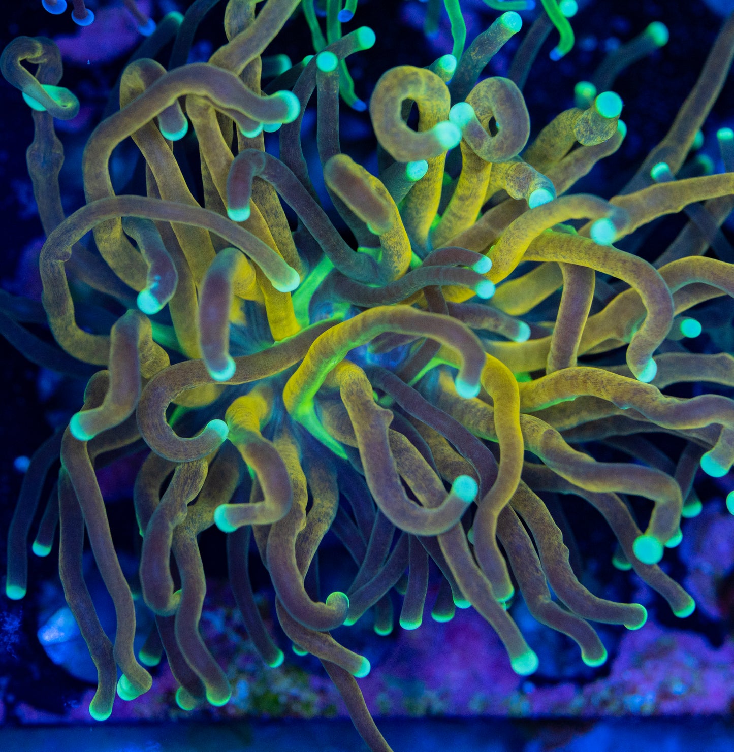 Branching Tiger (Tiger 2.0) torch